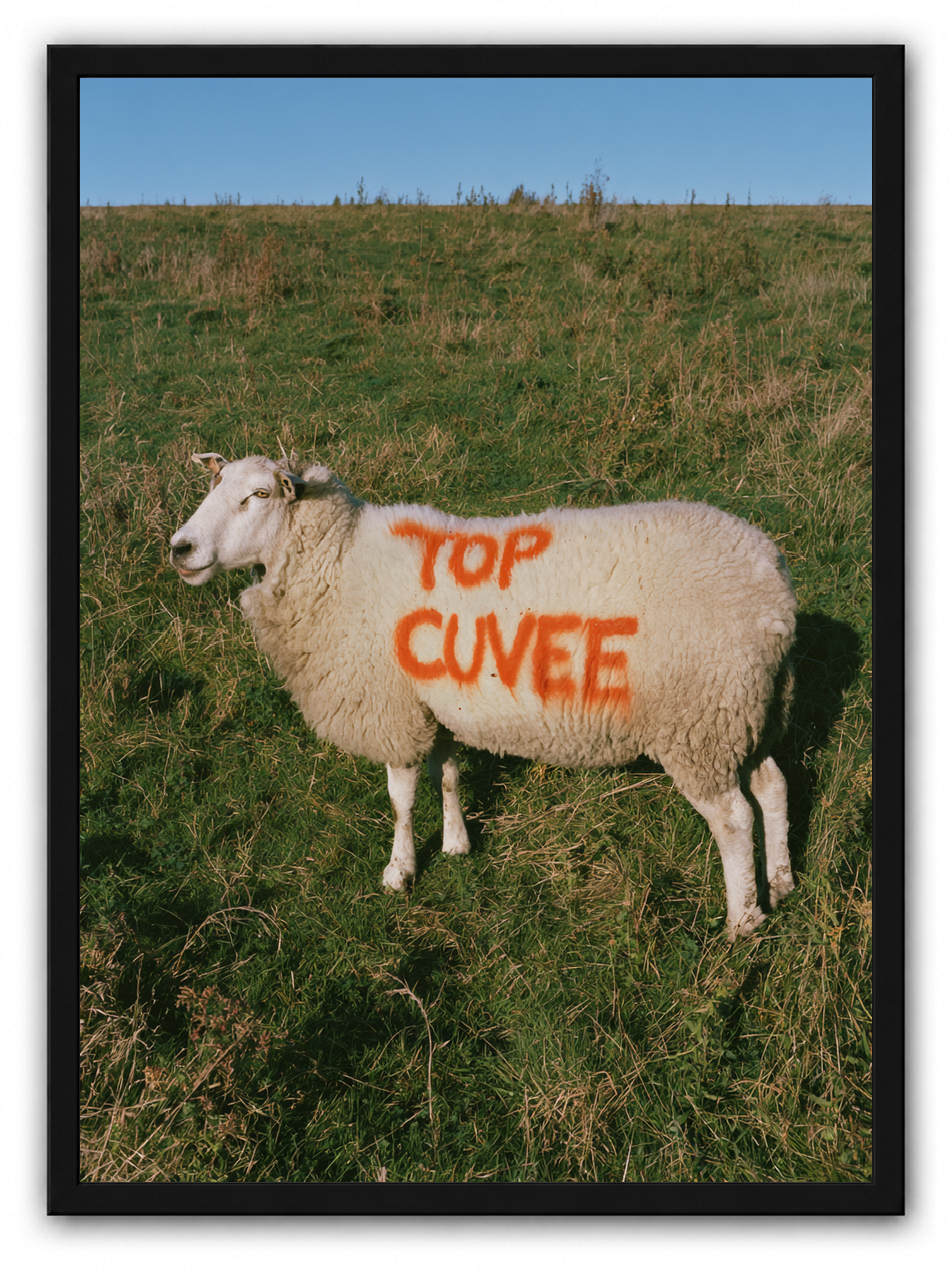 Top cuvee sheep