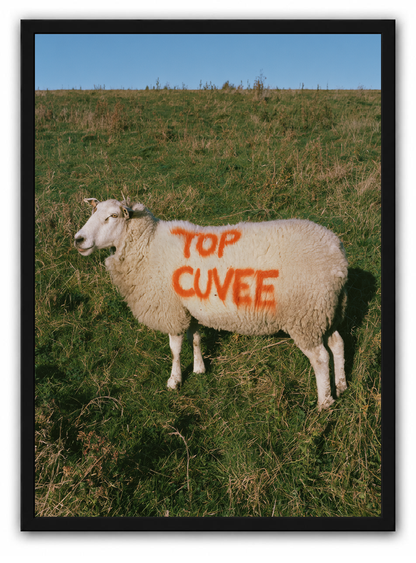 Top cuvee sheep