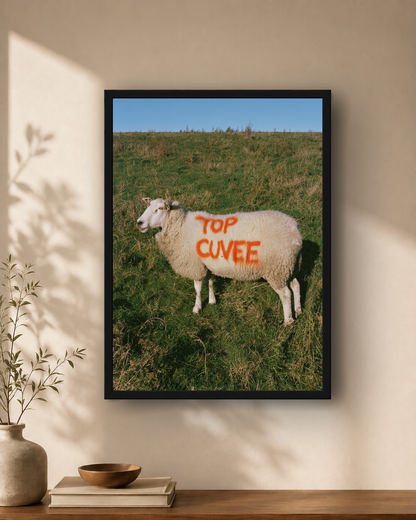 Top cuvee sheep